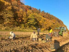 【予約受付中】北海道産有機ジャガイモ　北あかり　オーガニック　馬鈴薯　ホクホク　　キタアカリ