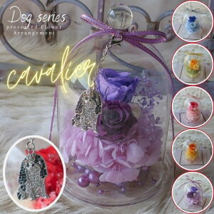 ̓ vU[uht[ KXh[AWg LoA `[t i6J[jt[AWg t[Mtg a av[g  j ̓ hV