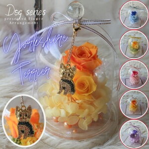 ̓ vU[uht[ KXh[AWg [NVeA `[t i6J[jt[AWg t[Mtg a av[g  j 