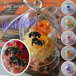 ̓ vU[uht[ KXh[AWg _bNXth`[t i6J[jt[AWg t[Mtg a av[g  j ̓ 