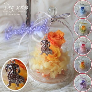 ̓ vU[uht[ KXh[AWg _bNXth`[t i6J[jt[AWg t[Mtg a av[g  j ̓ 