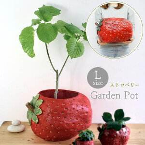 [y] [Xgx[|bg LTCY BRGD1001L SOW] v^[ Aؔ |bg K[fjOG 킢u K[f u  I[ig IuWF  CeA fBXvC