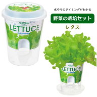 【あす楽】 【 Fresh Feel フレッシュフィール レタス GD-81903 聖新陶芸 】 栽培セット 栽培キット 室内…
