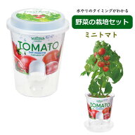 【あす楽】 【 Fresh Feel フレッシュフィール ミニトマト GD-81906 聖新陶芸 】 栽培セット 栽培キット …