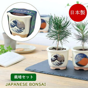 [y] [ JAPANESE BONSAI gxm GD-64003 V| ] ~ ͔|Zbg ͔|Lbg Z   ԏ  ͔| | CoEh yY { ~͔ q R ϗtA S 