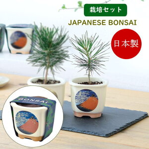 [y] [ JAPANESE BONSAI ԕxm GD-64004 V| ] ~ ͔|Zbg ͔|Lbg Z   ԏ  ͔| | CoEh yY { ~͔ q R ϗtA S 