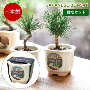 [y] [ JAPANESE BONSAI xmƔL GD-64006 V| ] ~ ͔|Zbg ͔|Lbg Z   ԏ  ͔| | CoEh yY { ~͔ q R ϗtA S 