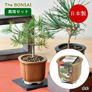 [y] [ The BONSAI ͔|Zbg ԏ GD-99202 V| ] ~ ͔|Zbg ͔|Lbg   ͔| | CoEh yY { ~͔ q R ϗtA S  CeA