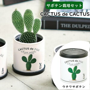 [y] [ CACTUS de CACTUS JN^X de JN^X 03 E`T{e GD-930-03 V| ] T{e ͔|Zbg 񂹐A CeA ͔|Lbg  CoEh { R ϗtA 