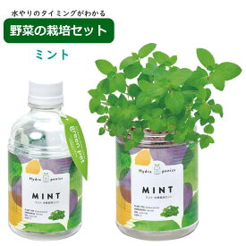 【即出荷】 水耕栽培 水耕栽培キット 栽培セット 観葉植物 ポット 容器 キット おしゃれ グリーンペット green pet ミント GD-1002 GD-1002-01 聖新陶芸 栽培キット 室内 ハーブ 植物 野菜 花 栽培 家庭菜園 子供 自由研究 日本製 インテリア お土産 母の日 かわいい