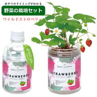 【即出荷】 水耕栽培 水耕栽培キット 栽培セット 観葉植物 ポット 容器 キット おしゃれ グリーンペット …