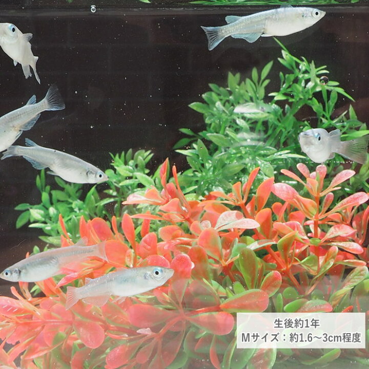 人気の新作 即出荷 めだか メダカ 幹之めだか 青幹之めだか みゆきめだか 成魚 Mサイズ 10匹セット 鉄仮面 雄雌混合 オス メス アクアリウム 生体 鑑賞 Shipsctc Org
