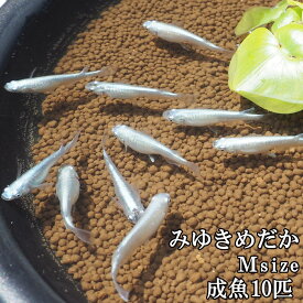 楽天市場 みゆきメダカ 種類の通販