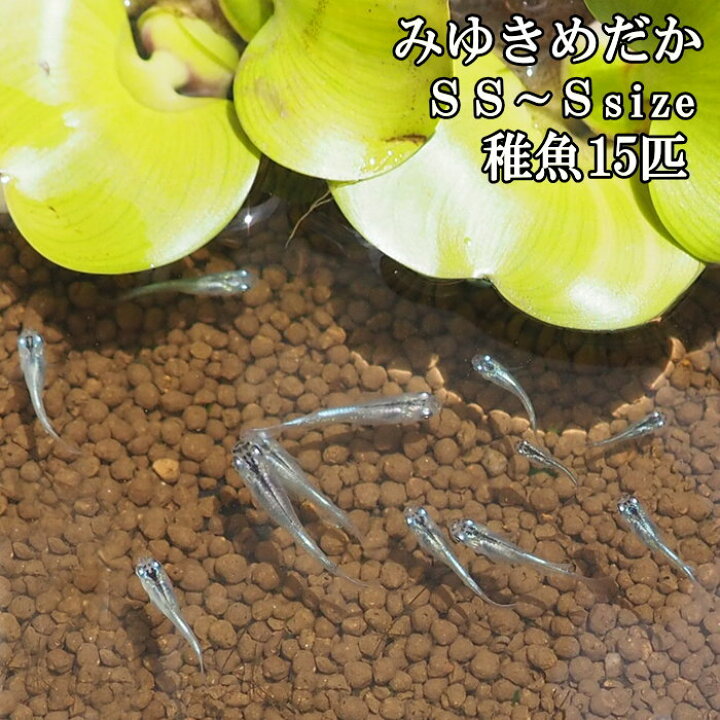 感謝価格 即出荷 めだか メダカ 稚魚 Ss Sサイズ 3種 12匹セット 幹之めだか 青幹之めだか みゆきめだか 楊貴妃 おろち オロチ 鉄仮面 観賞魚 無選別 Shipsctc Org