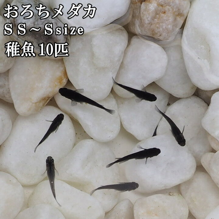 楽天市場 即出荷 めだか メダカ 稚魚 Ss Sサイズ 10匹セット おろちめだか オロチめだか オロチメダカ 雄雌混合 オス メス 黒 淡水魚 観賞魚 観賞用 アクアリウム 生体 ネコポス便不可 送料無料 あす楽対応 Pitch