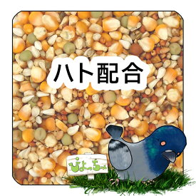 ぴよっちゅ　ハト　配合 ： 鳩　餌　えさ