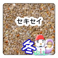 ぴよっちゅ　セキセイ冬用ブレンド ：鳥　餌 インコ えさ
