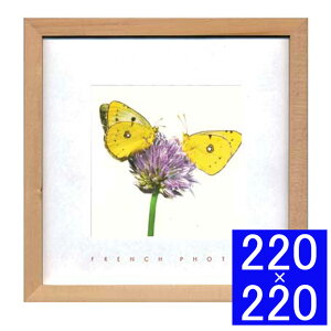 tHgA[gt[ French Photography Yellow Butterflies t[ A[gt[ Ǐ z Ǌ|CeA Ǌ|A[g fBXvCt[ CeAt[ G t`tHgO