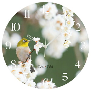 A+ (ANZgvX) Toki×Tabi ~̉ԂƃW -white- 60cm ^v bj 傫 v Ǌ|v { i i ۂ Â m És o[hEHb`O  ~ J