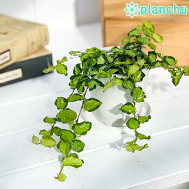 楽天市場 フィカスプミラ 観葉植物の通販 楽天市場 フィカスプミラ 観葉植物の通販