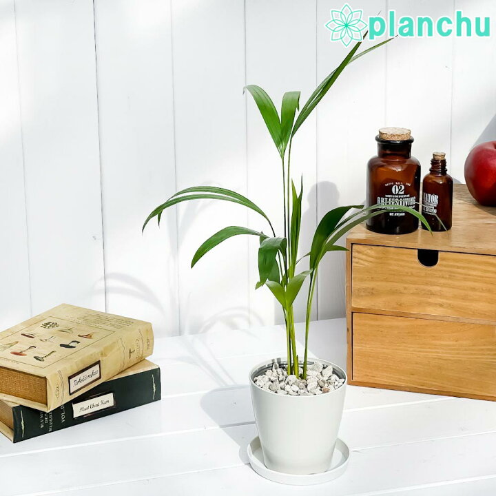 楽天市場 観葉植物 ヤシ アレカヤシ 3 5号鉢 受け皿付き 育て方説明書付き Dypsis Lutescens ディプシス コガネタケヤシ ヤマドリヤシ プランチュ 楽天市場店