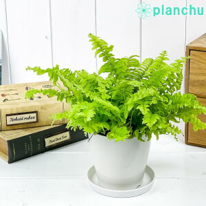 観葉植物 シダの人気商品 通販 価格比較 価格 Com