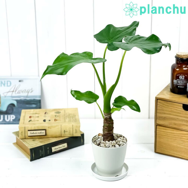 楽天市場 観葉植物 アロカシア シマクワズイモ 3 5号鉢 受け皿付き 育て方説明書付き Alocasia Cucullata アロイド 希少 レア 珍しい プランチュ 楽天市場店
