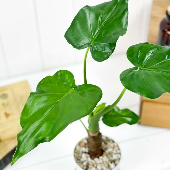 楽天市場 観葉植物 アロカシア シマクワズイモ 3 5号鉢 受け皿付き 育て方説明書付き Alocasia Cucullata アロイド 希少 レア 珍しい プランチュ 楽天市場店