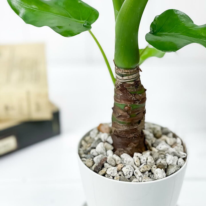 楽天市場 観葉植物 アロカシア シマクワズイモ 3 5号鉢 受け皿付き 育て方説明書付き Alocasia Cucullata アロイド 希少 レア 珍しい プランチュ 楽天市場店