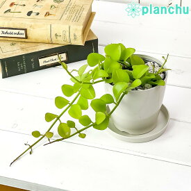 楽天市場 ディスキディア カンガルーポケットの通販