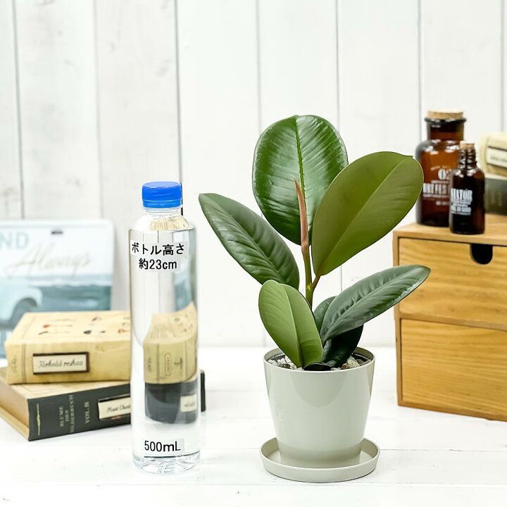 楽天市場 観葉植物 フィカス ソフィア 3 5号鉢 受け皿付き 育て方説明書付き Ficus Elastica Sofia ゴムノキ ゴムの木 インドゴムノキ レア プランチュ 楽天市場店