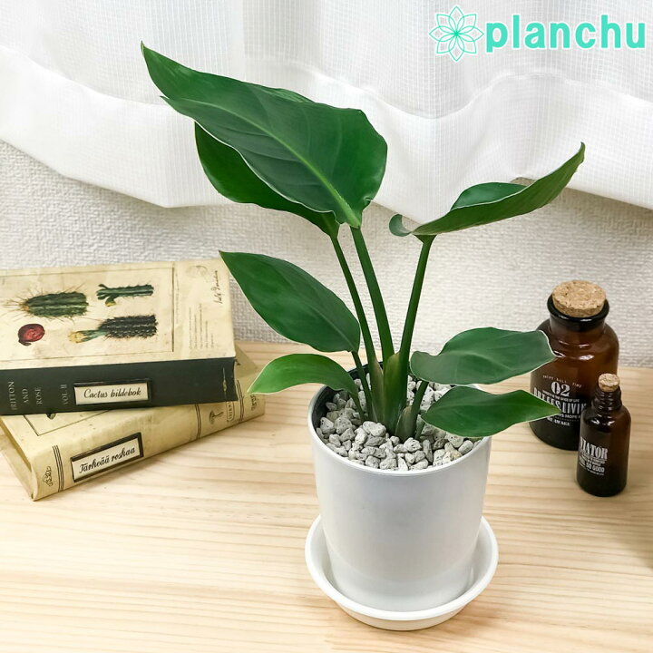 楽天市場 観葉植物 ストレリチア オーガスタ 4号鉢 受け皿付き 育て方説明書付き Strelitzia Nicolai ニコライ 楽園の白い鳥 極楽鳥 花 プランチュ 楽天市場店