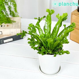 楽天市場 アスプレニウム 観葉植物 花 観葉植物 花 ガーデン Diyの通販