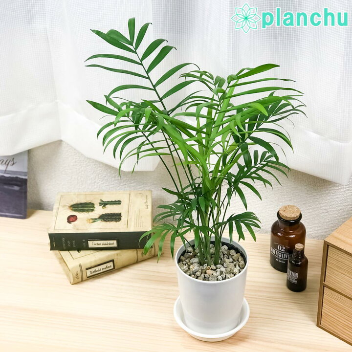 楽天市場 観葉植物 テーブルヤシ チャメドレア エレガンス 4号鉢 受け皿付き 育て方説明書付き Chamaedorea Elegans プランチュ 楽天市場店 楽天市場 観葉植物 テーブルヤシ チャメドレア エレガンス 4号鉢 受け皿付き 育て方説明書付き Chamaedorea Elegans プランチュ 楽天市場店