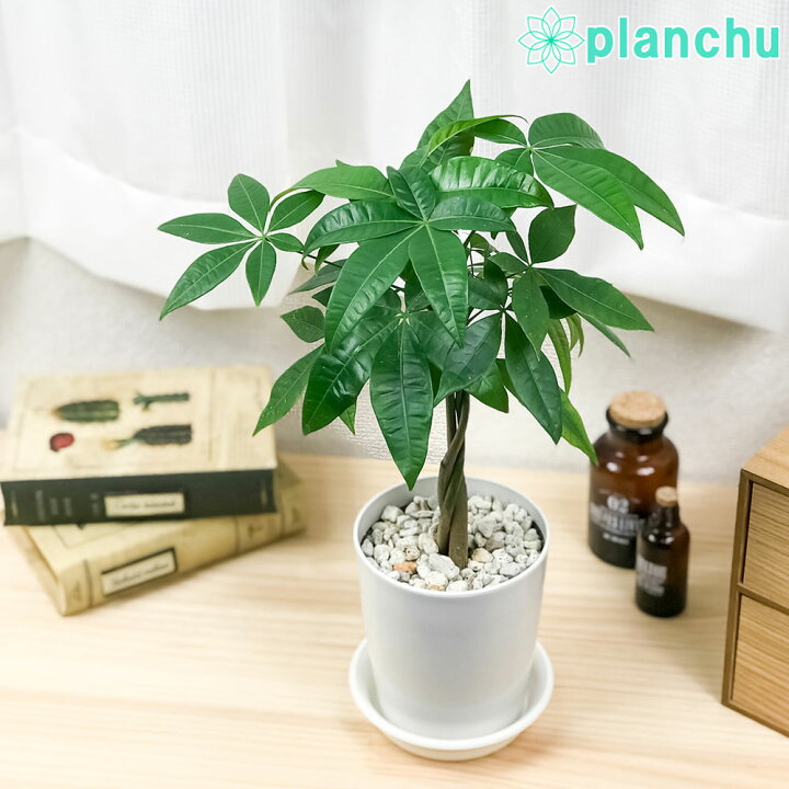 楽天市場 観葉植物 パキラ ネジリ 4号鉢 受け皿付き 育て方説明書付き Pachira Glabra 発財樹 実生 プランチュ 楽天市場店