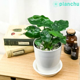 観葉植物 フィロデンドロン セローム スーパーアトム 4号鉢 受け皿付き 育て方説明書付き Philodendron selloum コンパクト 矮性品種 大きくならない