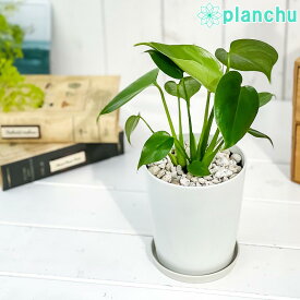 観葉植物 モンステラ 4号鉢 受け皿付き 育て方説明書付き Monstera 実生