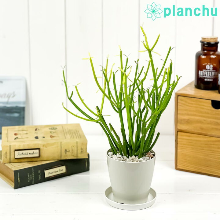 楽天市場 多肉植物 ユーフォルビア ティルカリ ファイヤースティック 3 5号鉢 受け皿付き Euphorbia Tirucalli Fire Sticks スティックオンファイヤー 観葉植物 プランチュ 楽天市場店