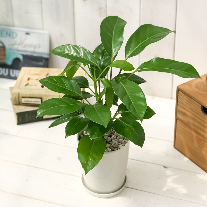 楽天市場 観葉植物 シェフレラ アルパイン 4号鉢 受け皿付き 育て方説明書付き Schefflera Alpine 希少 レア 珍しい プランチュ 楽天市場店 楽天市場 観葉植物 シェフレラ アルパイン 4号鉢 受け皿付き 育て方説明書付き Schefflera Alpine 希少 レア 珍しい プランチュ 楽天市場店