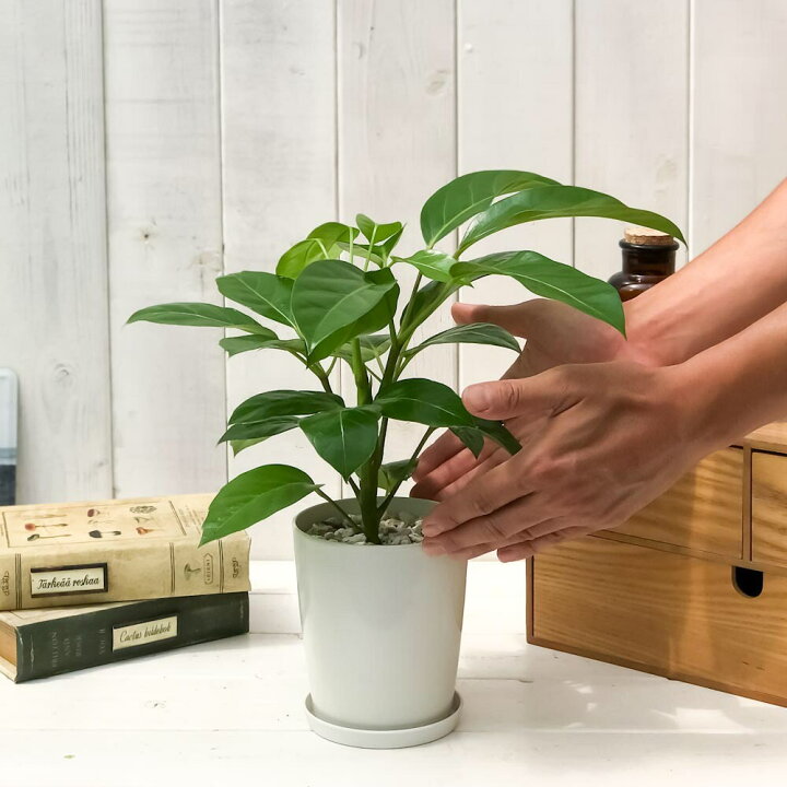 観葉植物 シェフレラ アルボリコラ ムーンドロップ 3 5号鉢 受け皿付き 育て方説明書付き Schefflera Arboricola Moondrop ホンコン カポック 斑入り レア 新しいブランド 観葉植物 シェフレラ アルボリコラ ムーンドロップ 3 5号鉢 受け皿付き 育て方説明書付き Schefflera Arboricola Moondrop ホンコン カポック 斑入り レア 新しいブランド