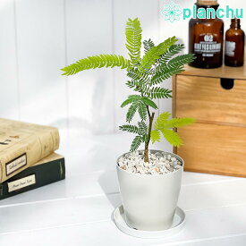 楽天市場 エバーフレッシュ 観葉植物 花 観葉植物 花 ガーデン Diyの通販