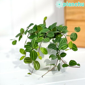 観葉植物 ペペロミア 5号 観葉植物の人気商品 通販 価格比較 価格 Com