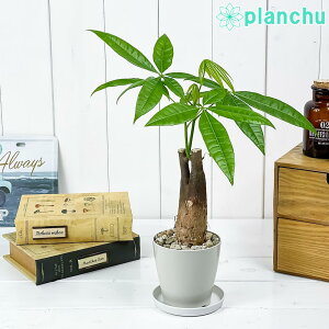 観葉植物 5号 パキラの人気商品 通販 価格比較 価格 Com 観葉植物 5号 パキラの人気商品 通販 価格比較 価格 Com