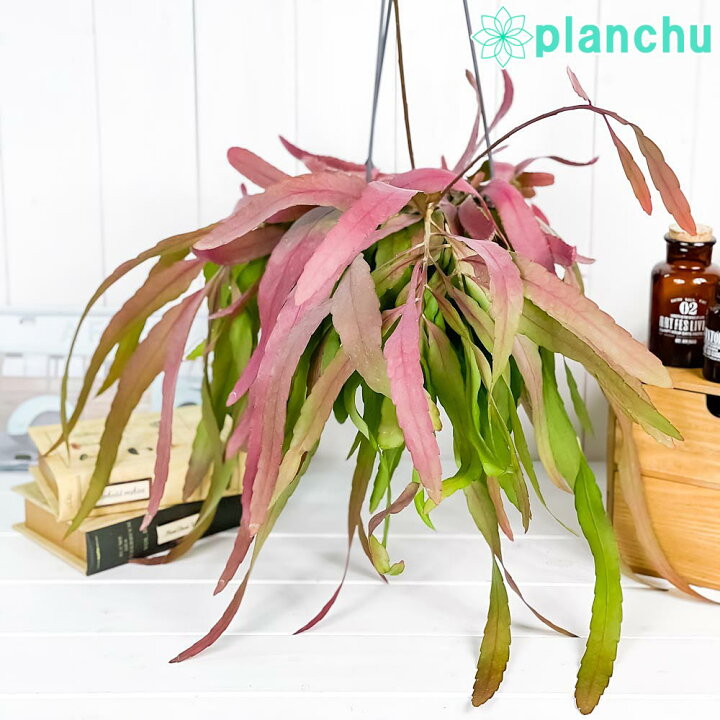 新品 リプサリス ラムローサ 観葉植物 吊り下げ 山サボテン 室内 ハンギング レア Podzamcze Dobczyce Pl