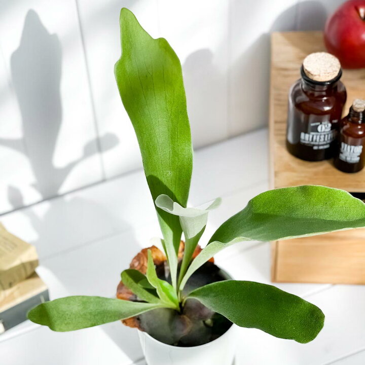 楽天市場 観葉植物 コウモリラン ビフルカツム 4号鉢 受け皿付き 育て方説明書付き Platycerium Bifurcatum プラティケリウム ビカクシダ シダ プランチュ 楽天市場店