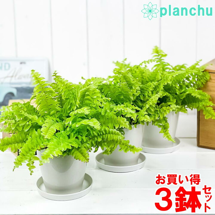 楽天市場 観葉植物 シダ ネフロレピス ツデー 3 5号鉢 3鉢セット 受け皿付き 育て方説明書付き Nephrolepis Exaltata Teddy Junior プランチュ 楽天市場店 楽天市場 観葉植物 シダ ネフロレピス ツデー 3 5号鉢 3鉢セット 受け皿付き 育て方説明書付き Nephrolepis Exaltata Teddy Junior プランチュ 楽天市場店