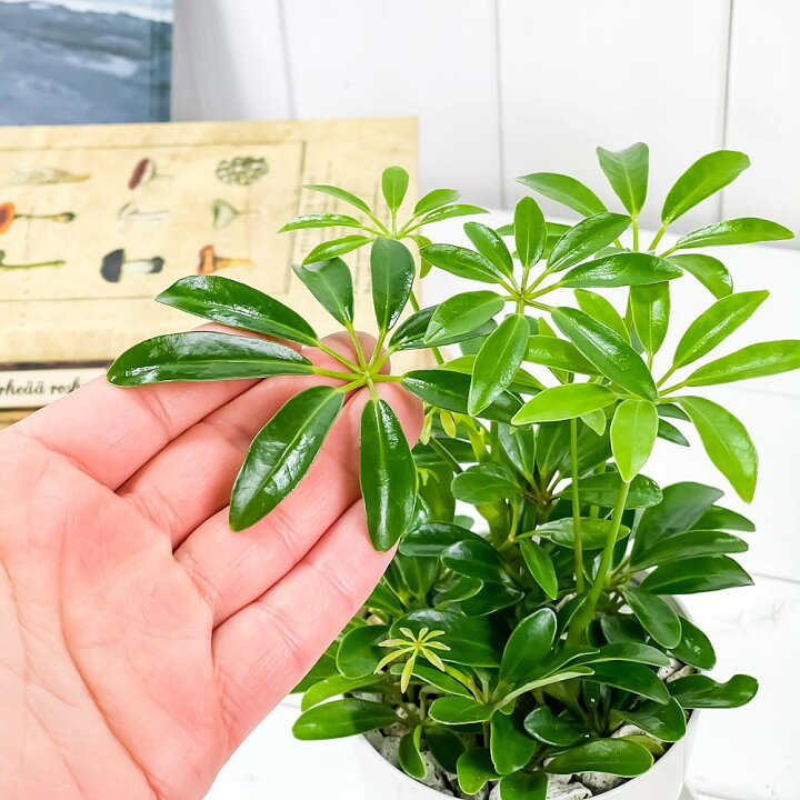 楽天市場 観葉植物 シェフレラ アルボリコラ コンパクタ 3 5号鉢 受け皿付き 育て方説明書付き Schefflera Arboricola Compacta ホンコン カポック レア プランチュ 楽天市場店 楽天市場 観葉植物 シェフレラ アルボリコラ コンパクタ 3 5号鉢 受け皿付き 育て方説明書付き Schefflera Arboricola Compacta ホンコン カポック レア プランチュ 楽天市場店
