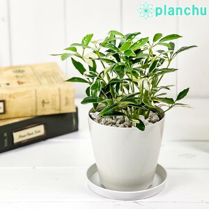 観葉植物 ホンコンの人気商品 通販 価格比較 価格 Com