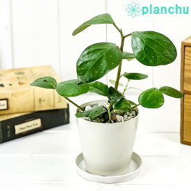 楽天市場 小判菩提樹の通販