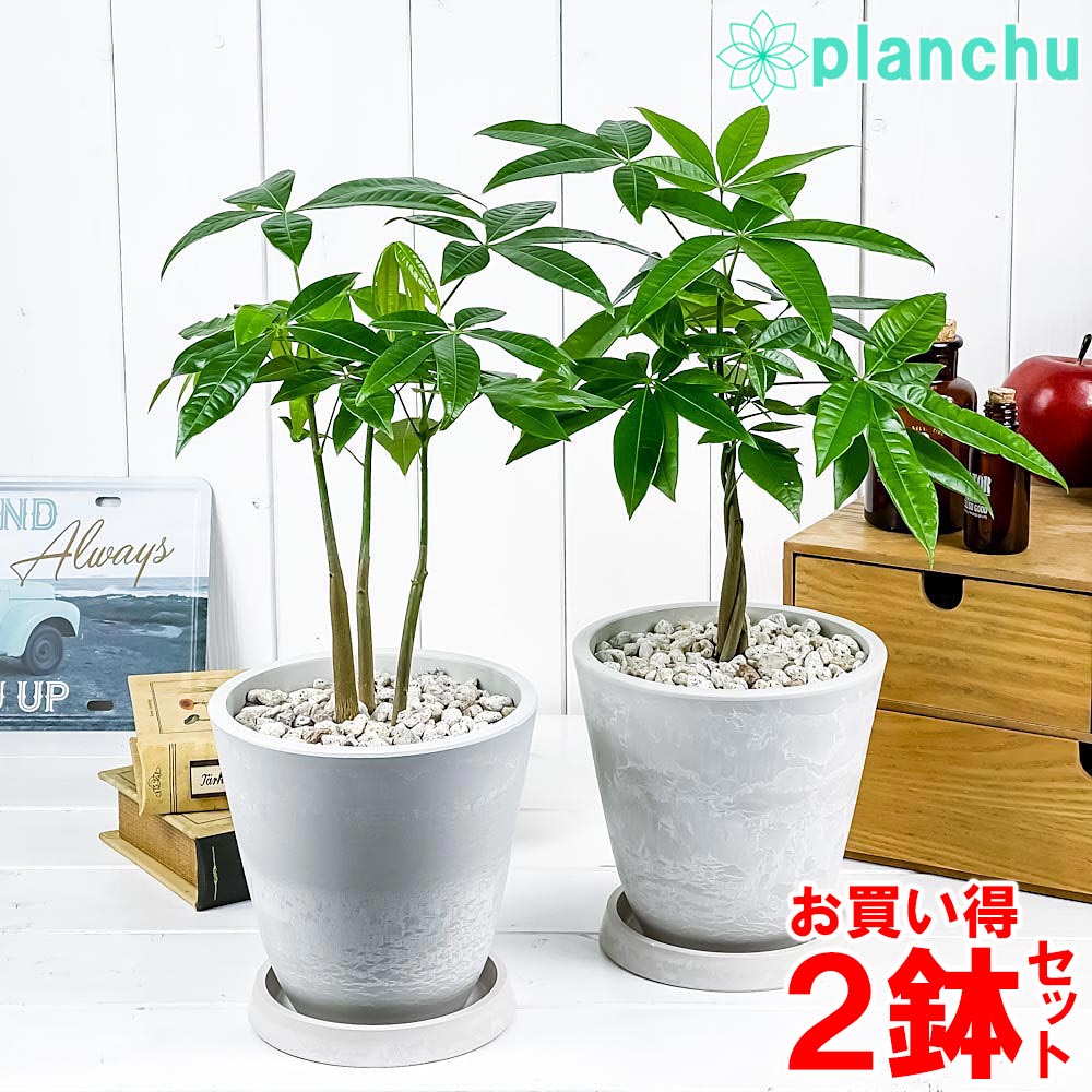 鉢 ホワイト 5号 - 観葉植物の人気商品・通販・価格比較 - 価格.com